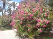 auf Gomera